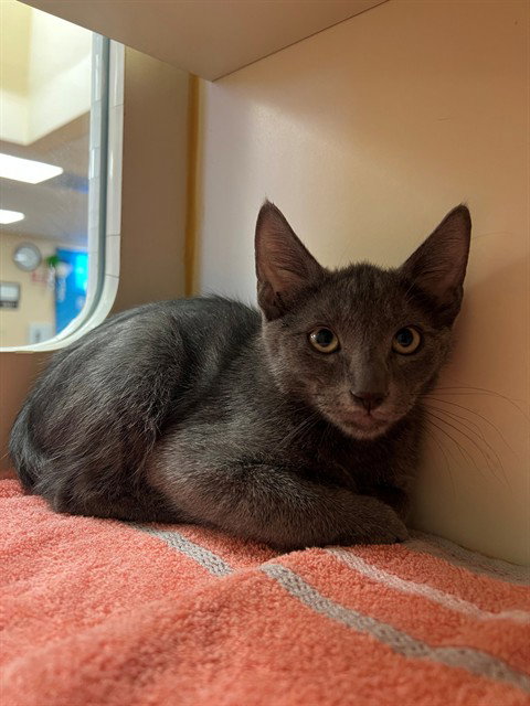 CARBON, an adoptable Domestic Short Hair in Thousand Palms, CA