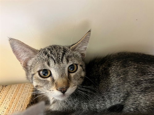 TIGER WOODS, an adoptable Domestic Short Hair in Thousand Palms, CA