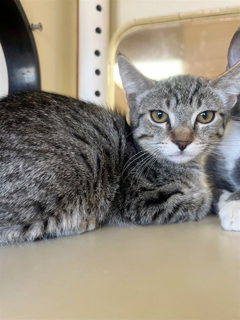 TIGER WOODS, Baby Domestic Short Hair (medium coat), cat for adoption in Coachella, California