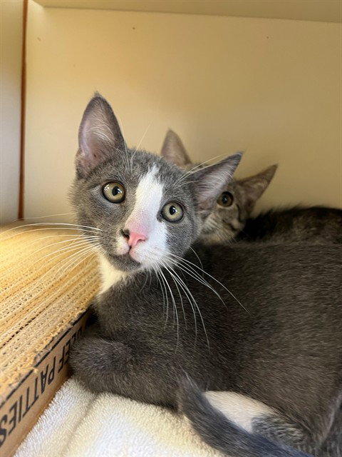 RALPHIE, an adoptable Domestic Short Hair in Thousand Palms, CA