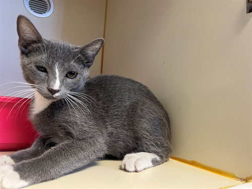 GIZMO, an adoptable Domestic Short Hair in Thousand Palms, CA