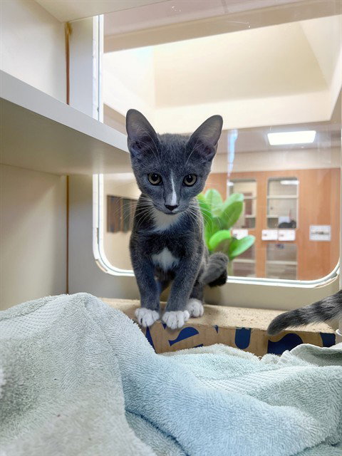 GIZMO, Baby Domestic Short Hair (medium coat), cat for adoption in Coachella, California