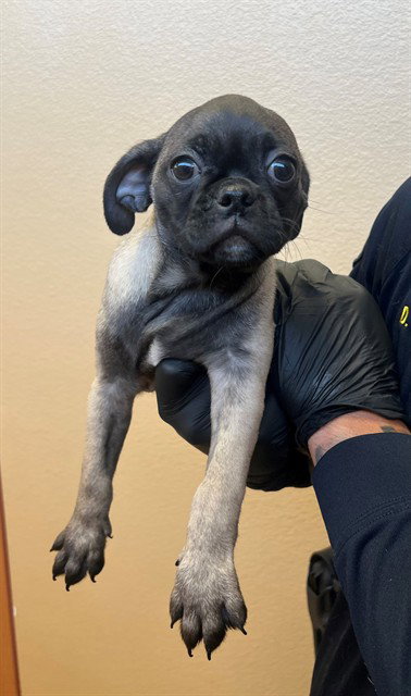 PUGSLY