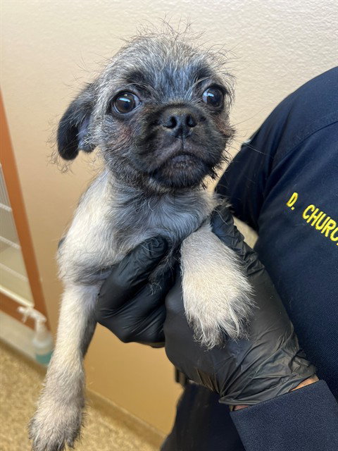 PUGZILLA