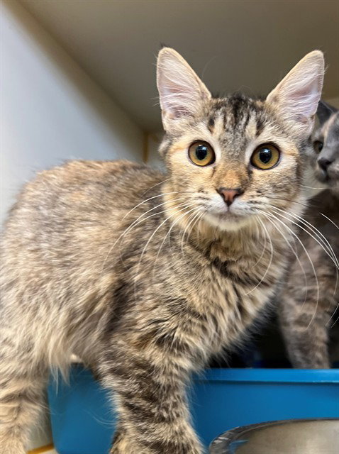 MOXY, Young Domestic Long Hair (medium coat), cat for adoption in Indio, California