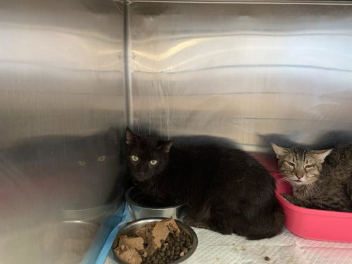 DRAKE, Young Domestic Short Hair (medium coat), cat for adoption in Indio, California