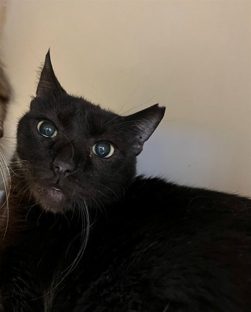 DRAKE, an adoptable Domestic Short Hair in Thousand Palms, CA