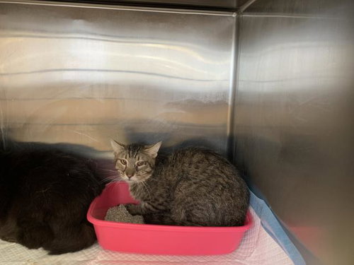 HARRY, Young Domestic Short Hair (medium coat), cat for adoption in Indio, California
