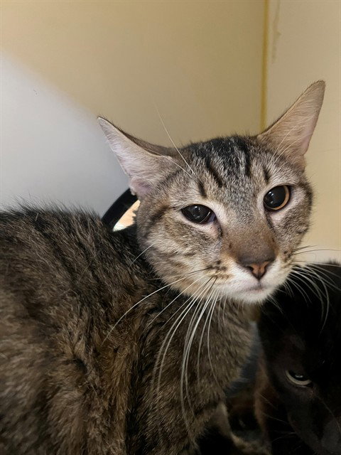 HARRY, an adoptable Domestic Short Hair in Thousand Palms, CA