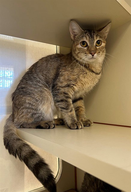 SKITTLES, Young Domestic Short Hair (medium coat), cat for adoption in Indio, California