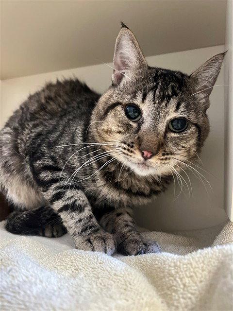 SAMUEL, Adult Domestic Long Hair (medium coat), cat for adoption in Indio, California