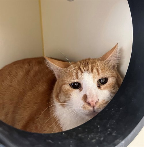 RIFF RAFF, an adoptable Domestic Short Hair in Thousand Palms, CA