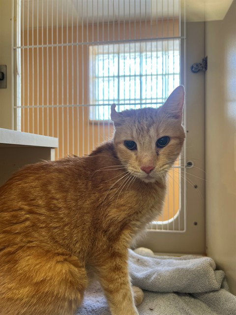 HEATHCLIFF, Senior Domestic Short Hair (medium coat), cat for adoption in Indio, California