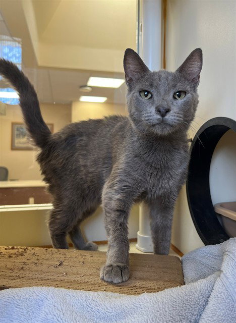 DORY, Senior Domestic Short Hair (medium coat), cat for adoption in Indio, California