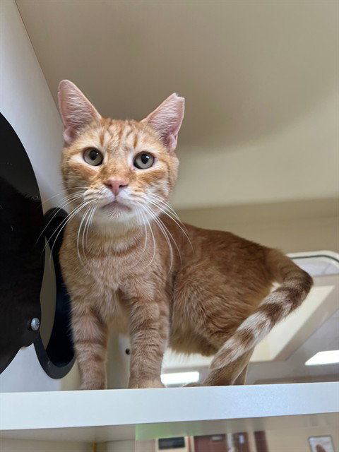 CHUCK NORRIS, Adult Domestic Short Hair (medium coat), cat for adoption in Indio, California