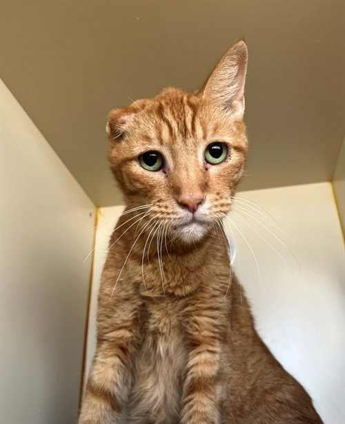 TEXAS TOAST, Senior Domestic Short Hair (medium coat), cat for adoption in Indio, California