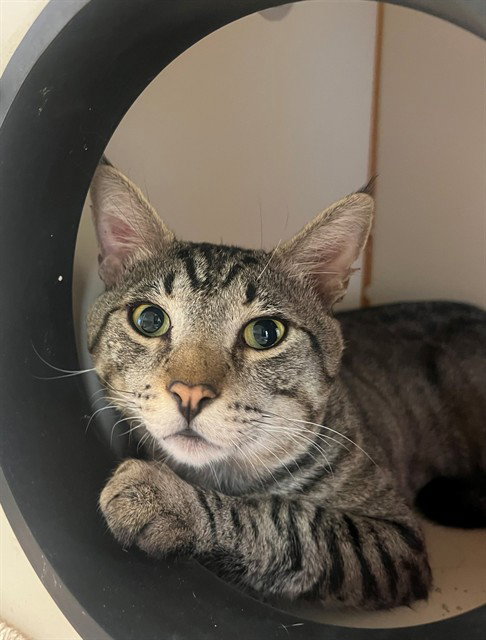 LEO, an adoptable Domestic Short Hair in Thousand Palms, CA