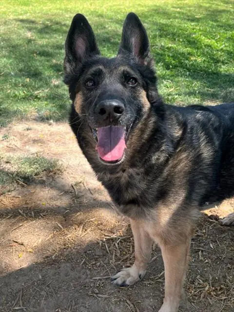 Gretchen - Belgian Shepherd Malinois