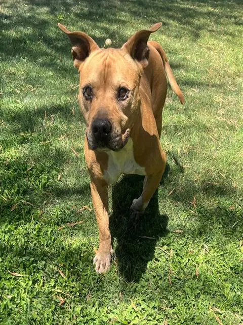 Goomba - Pit Bull Terrier