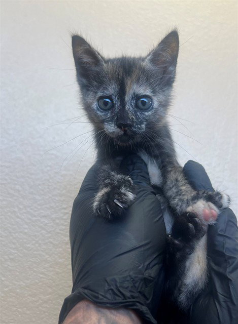 Lulu