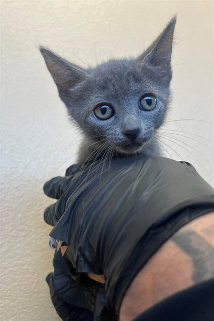 Meeko