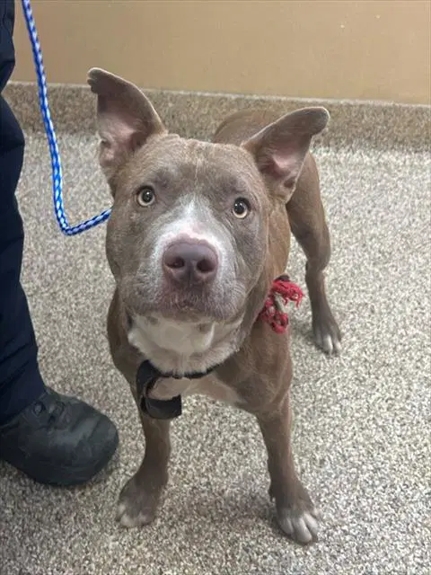 Taz - Pit Bull Terrier