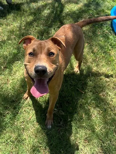 Jonny - Pit Bull Terrier