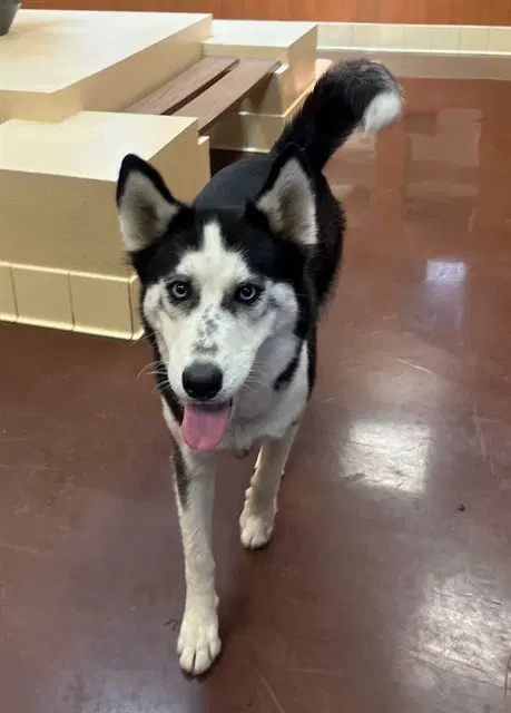 Unknown - Siberian Husky