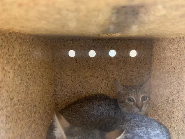 Unknown - Domestic Short Hair