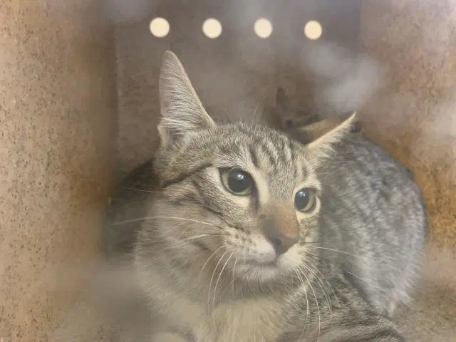 Unknown - Domestic Short Hair