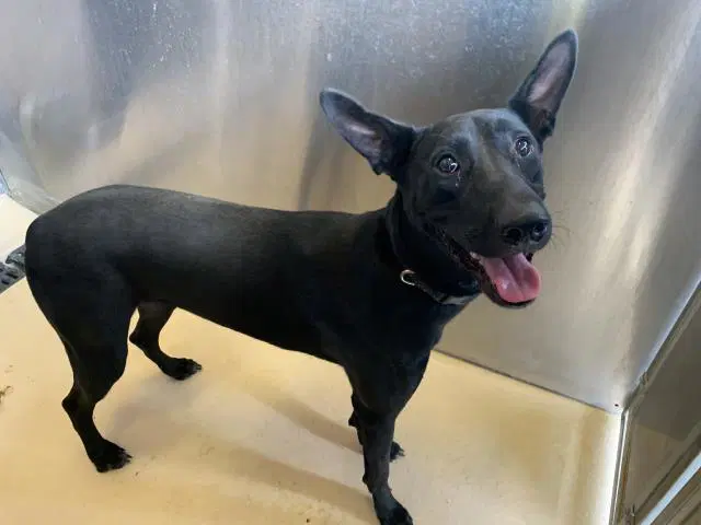 Unknown - Belgian Shepherd Malinois