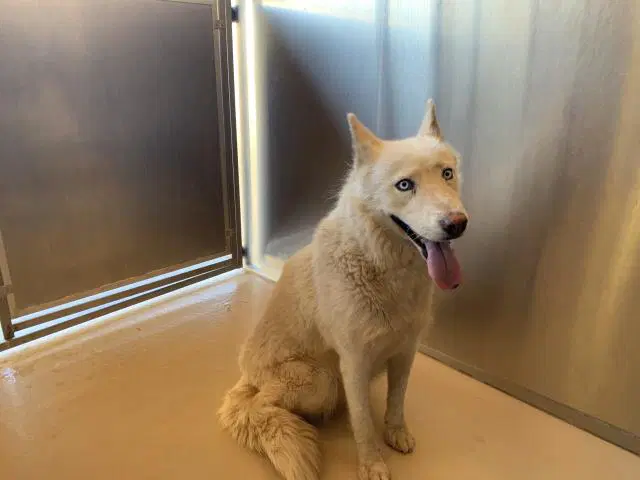 Unknown - Siberian Husky