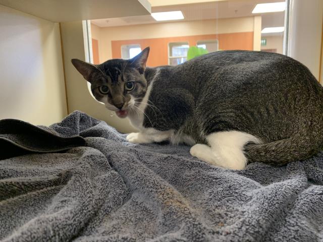 A1939818, Domestic Short Hair
