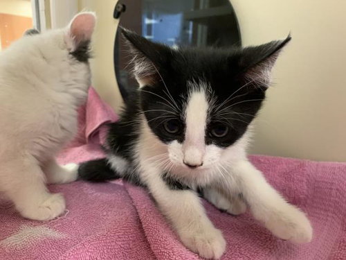 A1940687, a cat for adoption from Riverside County Animal Control - Blythe Shelter