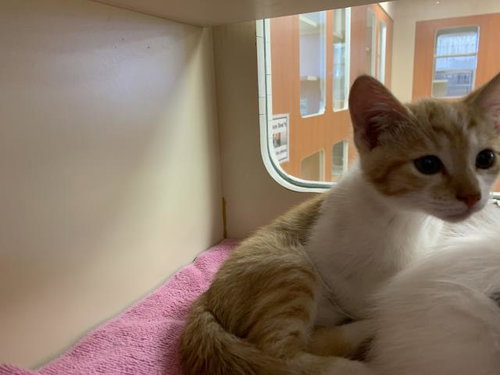 A1940690, a cat for adoption from Riverside County Animal Control - Blythe Shelter