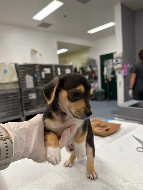 Unknown - Chihuahua