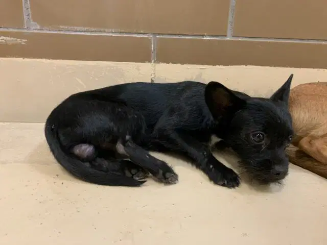 Unknown - Terrier