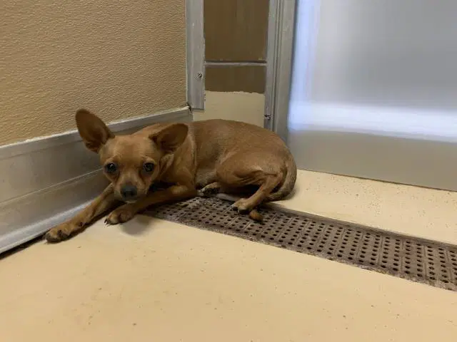 Unknown - Chihuahua