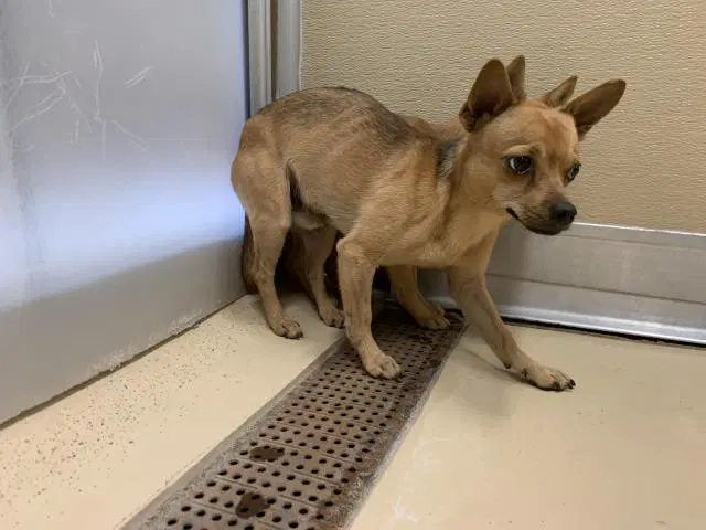 Unknown - Chihuahua