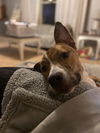 Chico