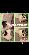 Sparrow