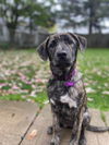 Rosie