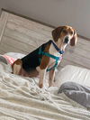Maisy
