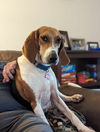 Maisy