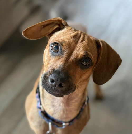 Maya