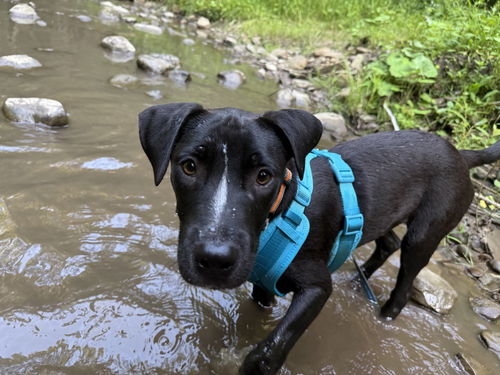 Zuko