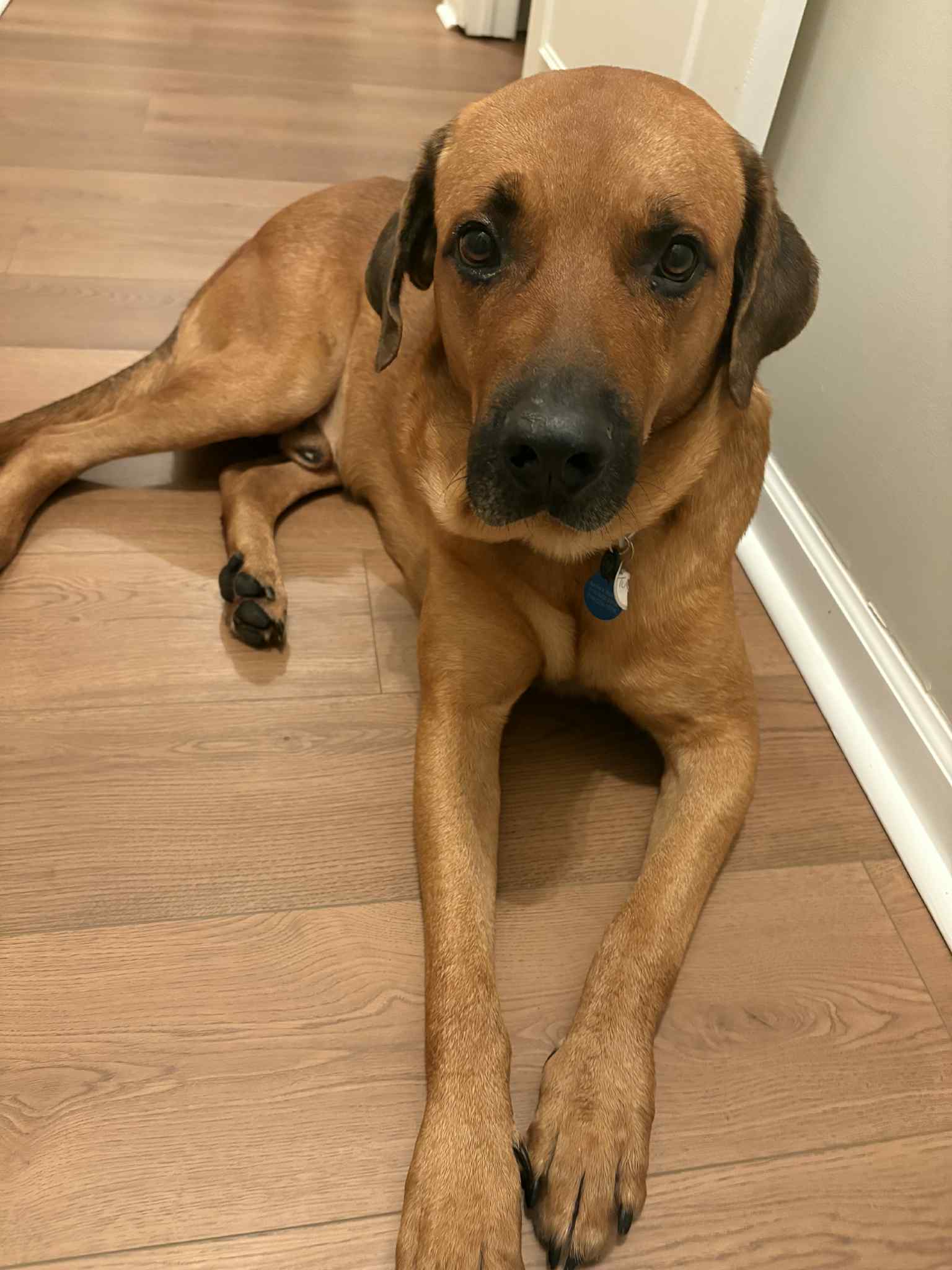 Dogue De Bordeaux