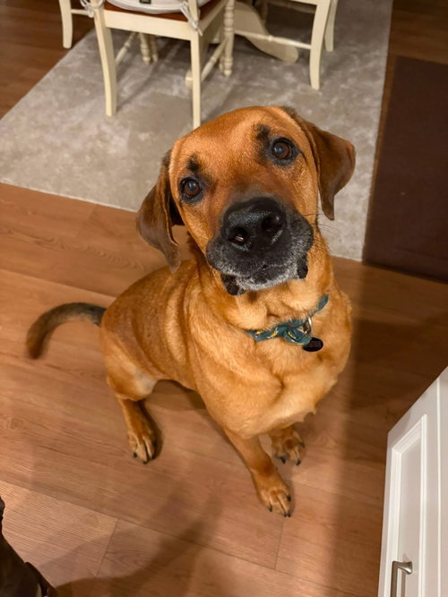 Tucker, a dog for adoption from Sadie's Safe Harbor Canine Rescue