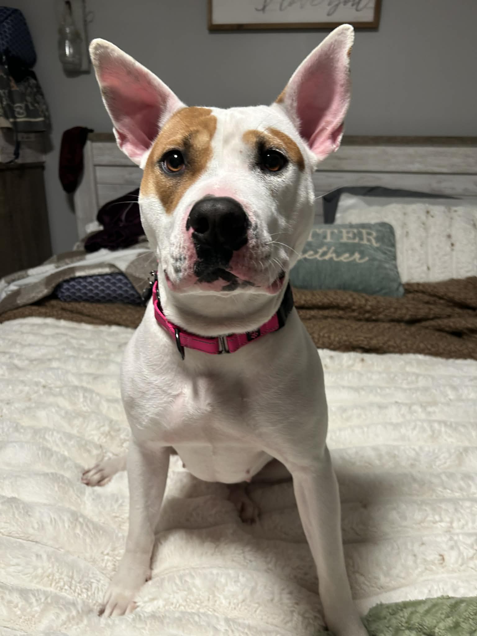 Pit Bull