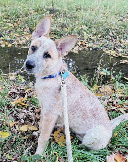 Benny
